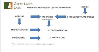 Opioid Metabolism Chart